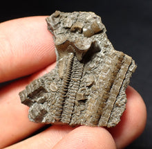 Load image into Gallery viewer, Detailed 3D crinoid head fossil (36 mm) Pentacrinites
