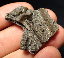 Load image into Gallery viewer, Detailed 3D crinoid head fossil (36 mm) Pentacrinites
