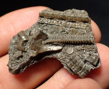 Load image into Gallery viewer, Detailed 3D crinoid head fossil (36 mm) Pentacrinites
