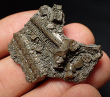 Load image into Gallery viewer, Detailed 3D crinoid head fossil (36 mm) Pentacrinites
