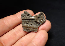 Load image into Gallery viewer, Detailed 3D crinoid head fossil (36 mm) Pentacrinites
