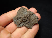 Load image into Gallery viewer, Detailed 3D crinoid head fossil (47 mm) Pentacrinites
