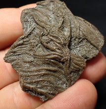 Load image into Gallery viewer, Detailed 3D crinoid head fossil (47 mm) Pentacrinites
