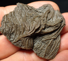 Load image into Gallery viewer, Detailed 3D crinoid head fossil (47 mm) Pentacrinites
