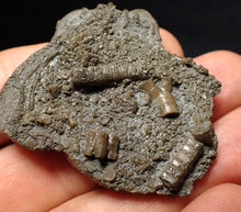 Load image into Gallery viewer, Detailed 3D crinoid head fossil (47 mm) Pentacrinites
