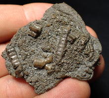Load image into Gallery viewer, Detailed 3D crinoid head fossil (47 mm) Pentacrinites
