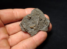 Load image into Gallery viewer, Detailed 3D crinoid head fossil (47 mm) Pentacrinites
