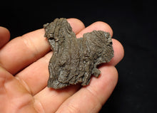 Load image into Gallery viewer, Detailed 3D crinoid head fossil (51 mm) Pentacrinites

