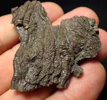 Load image into Gallery viewer, Detailed 3D crinoid head fossil (51 mm) Pentacrinites
