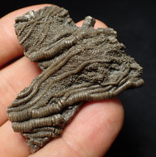 Load image into Gallery viewer, Detailed 3D crinoid head fossil (51 mm) Pentacrinites
