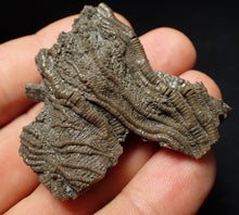 Load image into Gallery viewer, Detailed 3D crinoid head fossil (51 mm) Pentacrinites

