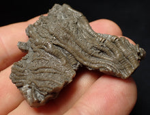Load image into Gallery viewer, Detailed 3D crinoid head fossil (51 mm) Pentacrinites
