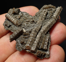 Load image into Gallery viewer, Detailed 3D crinoid head fossil (51 mm) Pentacrinites
