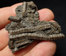 Load image into Gallery viewer, Detailed 3D crinoid head fossil (51 mm) Pentacrinites
