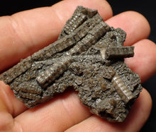 Load image into Gallery viewer, Detailed 3D crinoid head fossil (51 mm) Pentacrinites

