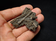 Load image into Gallery viewer, Detailed 3D crinoid head fossil (51 mm) Pentacrinites
