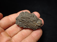 Load image into Gallery viewer, Detailed 3D crinoid head fossil (47 mm) Pentacrinites
