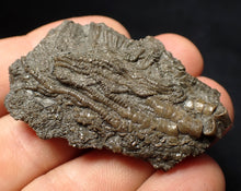 Load image into Gallery viewer, Detailed 3D crinoid head fossil (47 mm) Pentacrinites
