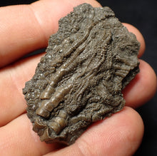 Load image into Gallery viewer, Detailed 3D crinoid head fossil (47 mm) Pentacrinites
