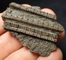 Load image into Gallery viewer, Detailed 3D crinoid head fossil (47 mm) Pentacrinites
