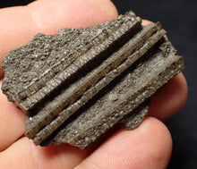 Load image into Gallery viewer, Detailed 3D crinoid head fossil (47 mm) Pentacrinites

