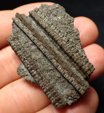 Load image into Gallery viewer, Detailed 3D crinoid head fossil (47 mm) Pentacrinites
