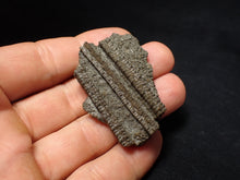 Load image into Gallery viewer, Detailed 3D crinoid head fossil (47 mm) Pentacrinites
