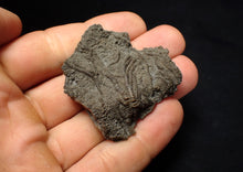 Load image into Gallery viewer, Detailed 3D crinoid head fossil (49 mm) Pentacrinites
