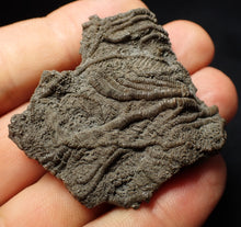 Load image into Gallery viewer, Detailed 3D crinoid head fossil (49 mm) Pentacrinites
