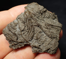 Load image into Gallery viewer, Detailed 3D crinoid head fossil (49 mm) Pentacrinites
