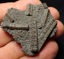Load image into Gallery viewer, Detailed 3D crinoid head fossil (49 mm) Pentacrinites
