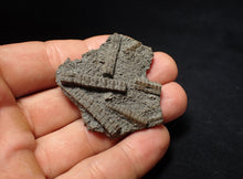 Load image into Gallery viewer, Detailed 3D crinoid head fossil (49 mm) Pentacrinites
