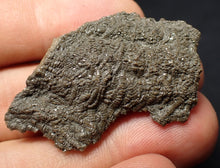 Load image into Gallery viewer, Detailed 3D crinoid stems fossil (45 mm) Pentacrinites
