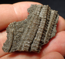 Load image into Gallery viewer, Detailed 3D crinoid stems fossil (45 mm) Pentacrinites
