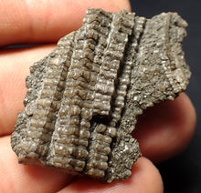Load image into Gallery viewer, Detailed 3D crinoid stems fossil (45 mm) Pentacrinites
