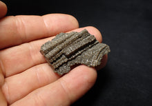 Load image into Gallery viewer, Detailed 3D crinoid stems fossil (45 mm) Pentacrinites
