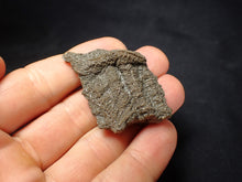 Load image into Gallery viewer, Detailed 3D crinoid stems fossil (51 mm) Pentacrinites
