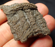 Load image into Gallery viewer, Detailed 3D crinoid stems fossil (51 mm) Pentacrinites
