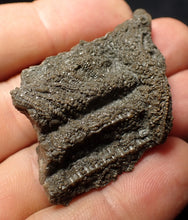 Load image into Gallery viewer, Detailed 3D crinoid stems fossil (51 mm) Pentacrinites

