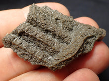 Load image into Gallery viewer, Detailed 3D crinoid stems fossil (51 mm) Pentacrinites
