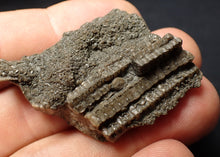 Load image into Gallery viewer, Detailed 3D crinoid stems fossil (51 mm) Pentacrinites
