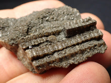 Load image into Gallery viewer, Detailed 3D crinoid stems fossil (51 mm) Pentacrinites

