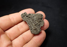 Load image into Gallery viewer, Detailed 3D crinoid stems fossil (42 mm) Pentacrinites

