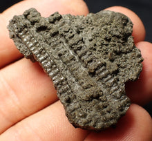 Load image into Gallery viewer, Detailed 3D crinoid stems fossil (42 mm) Pentacrinites

