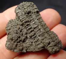 Load image into Gallery viewer, Detailed 3D crinoid stems fossil (42 mm) Pentacrinites
