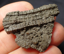Load image into Gallery viewer, Detailed 3D crinoid stems fossil (42 mm) Pentacrinites
