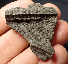 Load image into Gallery viewer, Detailed 3D crinoid stems fossil (42 mm) Pentacrinites
