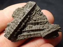 Load image into Gallery viewer, Detailed 3D crinoid stems fossil (42 mm) Pentacrinites
