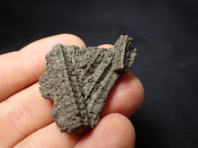 Load image into Gallery viewer, Detailed 3D crinoid stems fossil (42 mm) Pentacrinites
