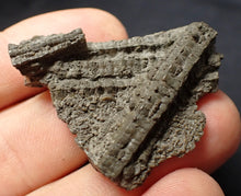 Load image into Gallery viewer, Detailed 3D crinoid stems fossil (42 mm) Pentacrinites
